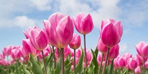 bloemen