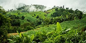 plantage