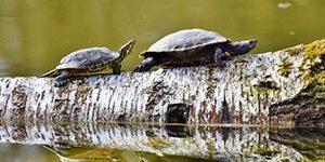 schildpad