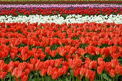 tulpen